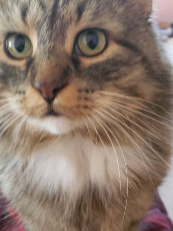 Macho principal coon castrado (MONTAGUE)63910107184514120
