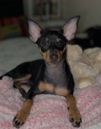 Missing Min Pin (dublin / pleasanton / livermore)64207903108738120