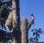 Tree removal, tree pruning, certified arborist 7 thumbnail