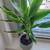 Green healthy plant in a ceramic pot 1 thumbnail