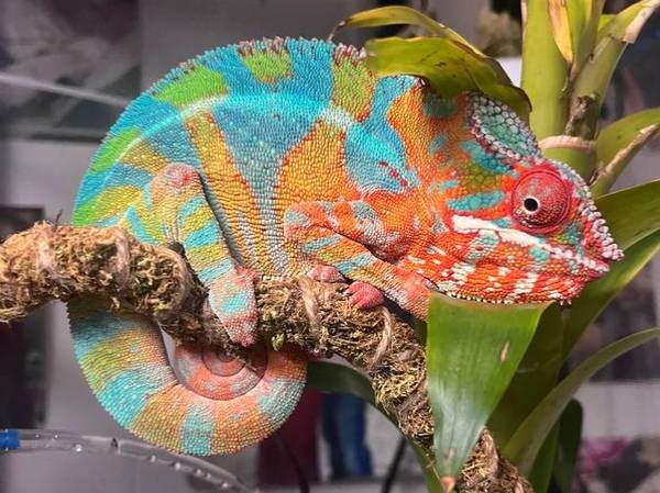Panther Chameleon (Kingston)