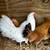 Exotic chickens. 3 thumbnail