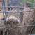 3 potbelly pigs 5 thumbnail