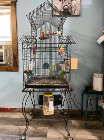 Pair of Lovebirds63615419692801122