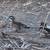 wood ducks 4 thumbnail