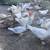 Muscovy Ducks 3 thumbnail