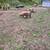 Pigs piglets sows hogs 7 thumbnail