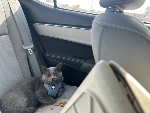 Trauma cat that needs a home 1