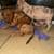 Pitbull Puppies 7 thumbnail