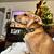 rehoming chihuahua mix 3 thumbnail