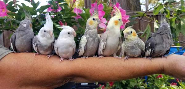 Hand Fed Cockatiels 1