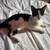 Amazing cats looking for their loving new homes!!! 3 thumbnail