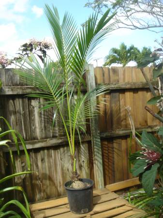 COCONUT TREES 6 to 7 feet high 1