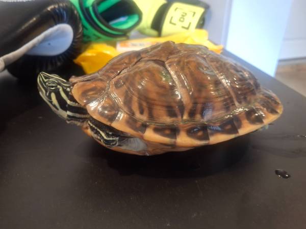 Turtle looking for home (Locust Grove)63881507580675120