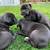 Cane Corso 4 thumbnail