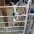 Whole male pygmy goats for call 1 thumbnail