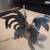 Cast Metal Rooster 8.5x8.5x6" 4 thumbnail