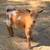 Registered Nigerian Dwarf Goats 7 thumbnail