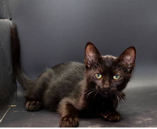 Female Kitten – Sweet, Curious & Ready for a New Home 1