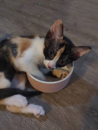 Three Beautiful Kittens Needing a Home (Midwest city)63681505945219122