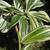Assorted 'Starter' Tropicals For Sale! 11 thumbnail