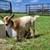 Nigerian Dwarf Doe 3 thumbnail