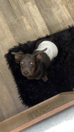 Dachshund de 5 meses (Williamston)63661473929219123