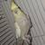 Cockatiels 1 thumbnail