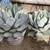 Cactus plant; Large and small Agave Parryi Truncata 3 thumbnail