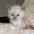 Cats 8 thumbnail