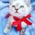 Siamese kittens girls 2 thumbnail