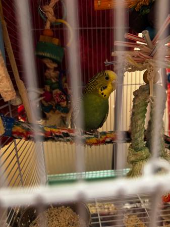 Rehoming pet parakeet63670004439811121