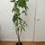 Money Tree 5’ tall growing 5 stalks from base 1 thumbnail