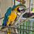 Blue and gold Macaw 2 thumbnail