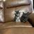 Kittens 1 thumbnail