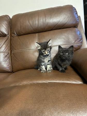Kittens 1