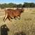 Red Brahman Bull Polled 3 thumbnail