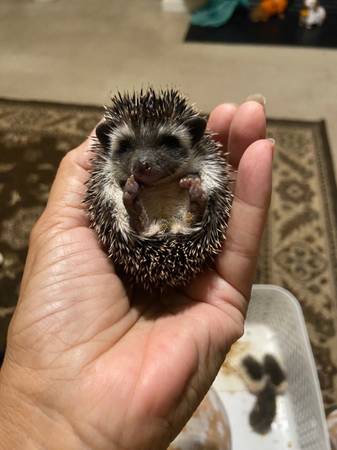 Hedgehogs hedgehogs (Raleigh)63980297411843120