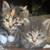 Mc kitties 1 thumbnail