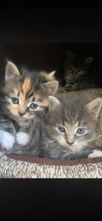 Mc kitties 1