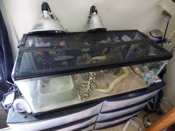 Ball Pythons (vernon)63873145526787122