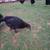 Pullets and hens 2 thumbnail