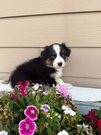 Australian Shepherd Puppy (Pendleton)63827961886081120