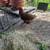 Chickens / different ages 6 thumbnail