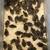Group of 30 Jumbo Brown Japanese Coturnix Quail Chicks 1 thumbnail