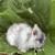 Dwarf Double Mane Lionhead Bunny - Magpie doe 3 thumbnail