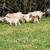 Nigerian Dwarf Goats Does, Doelings, Bucks, Bucklings 9 thumbnail