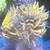 24K gold torch coral frag 4 thumbnail