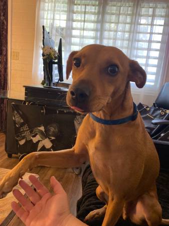 Pointer Mix - REHOMING NEEDED DUE TO MOVING (Mesa)63975637876098121