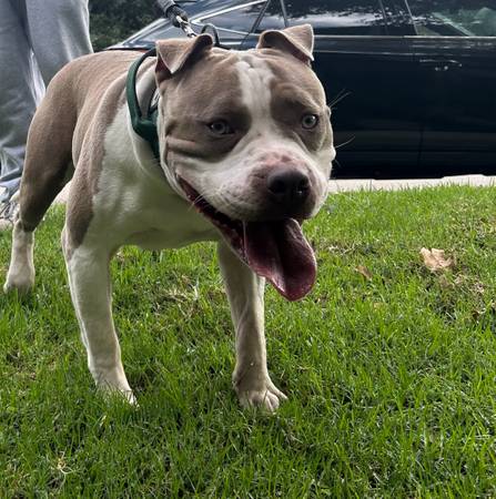 REHOMING 14 month old American bully (Thousand Oaks)63952983127554123